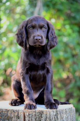 Étalon Chien d'Oysel allemand - Meister Des Waldes AJKA