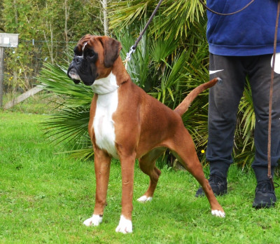 Étalon Boxer - CH. MEDEA valahus kennel