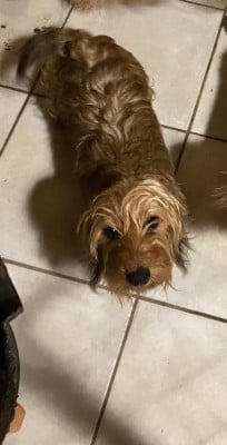 Étalon Teckel poil dur - T BERENICE Du Domaine Brunemont