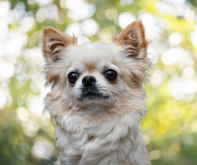 Étalon Chihuahua - Save The Last Dance Des Etoiles D'Artemis