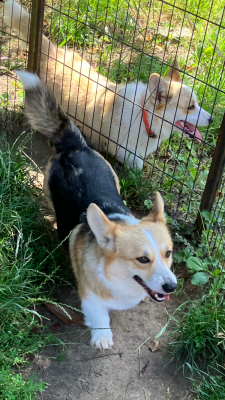 Étalon Welsh Corgi Pembroke - Titre Initial be frist orchideya