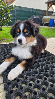 Étalon Berger Américain Miniature - AMAZING AUSTIN BLACK (Sans Affixe)