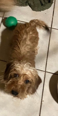 Étalon Teckel poil dur - T SERAPHINE Du Domaine Brunemont