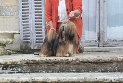 Étalon Lhassa Apso - Chalenge Dreamed A Dream