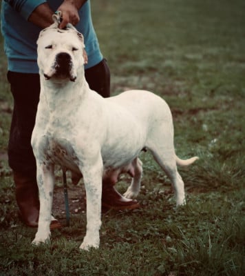 Étalon Dogo Argentino - Tayna del Sueno Latino