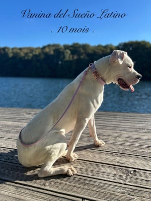 Étalon Dogo Argentino - VANINA del Sueno Latino