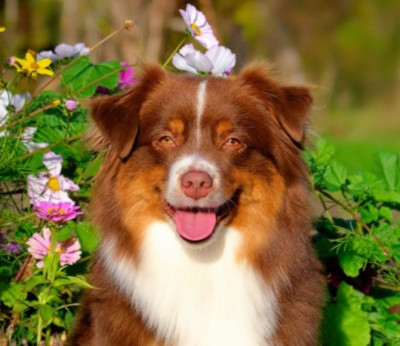 Étalon Berger Américain Miniature - U'blue Des Bergers Du Maine