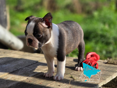 Étalon Boston Terrier - Atomic Team's ARES