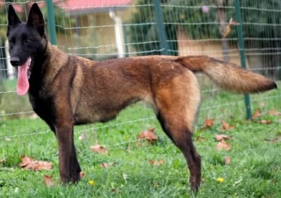 Étalon Berger Belge - Skyfall De L'Odyssée D'Hèra