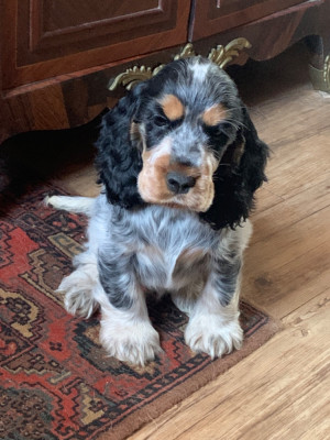 Étalon Cocker Spaniel Anglais - Ascott royale De stadimasi