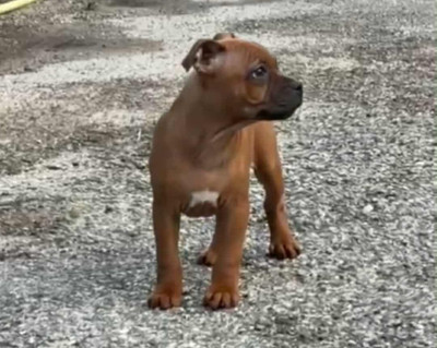 Étalon Staffordshire Bull Terrier - Ashbringer Atomic Bomb