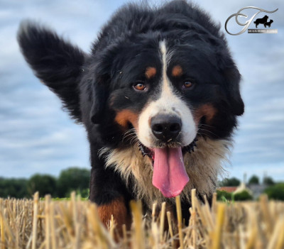 Étalon Bouvier Bernois - Toi et Moi dit Toblerone (Sans Affixe)