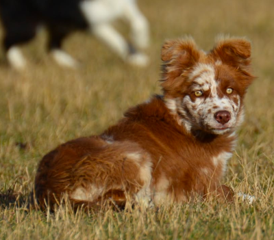 Étalon Border Collie - Lytoux's Spirit Toxic