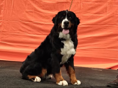 Étalon Bouvier Bernois - Venise du domaine des matalis