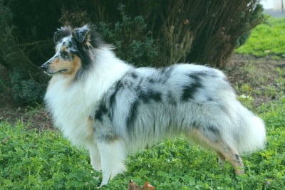 Étalon Shetland Sheepdog - Un coup de coeur à Oxford De La Terre De Neaure