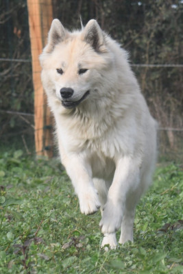 Étalon Eurasier - VAHINE de nibele