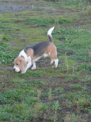 Étalon Beagle - Vainqueur De La Côte Chantreux