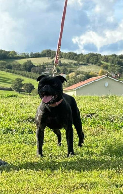 Étalon Staffordshire Bull Terrier - Under hill d'ultime passion