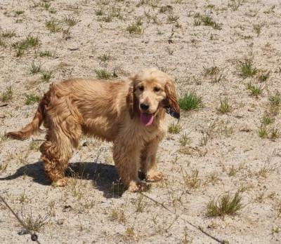 Étalon Cocker Spaniel Anglais - U'Tartine Du Souvenir De Tootsie