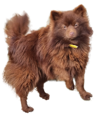 Étalon Spitz allemand - Vahiné (Sans Affixe)