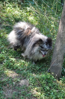 Étalon Spitz allemand - Romeo (Sans Affixe)