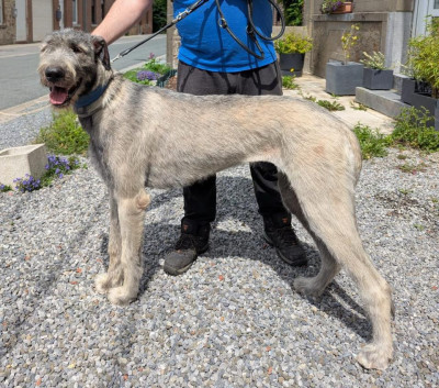 Étalon Levrier Irlandais - Voss Braindead Windrunner Des Terres De Norfendre