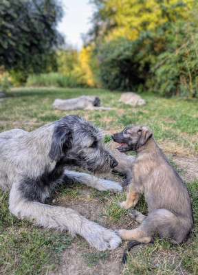 Étalon Levrier Irlandais - Val'Anyr Jinx Windrunner Des Terres De Norfendre