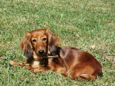 Étalon Teckel poil long - Thalia dite saucisse des Terres des Forges
