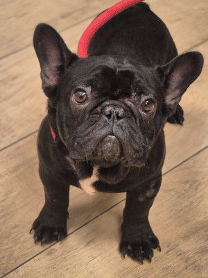 Étalon Bouledogue français - Argos des perles d'Aphrodite