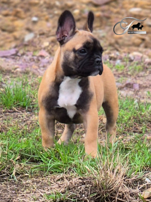 Étalon Bouledogue français - Absolem De La Terre D'Oslo