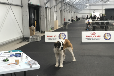 Étalon Chien du Saint-Bernard - ZUMBA de la vega de carmona