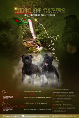Étalon Staffordshire Bull Terrier - UNKUT King Of Caribs