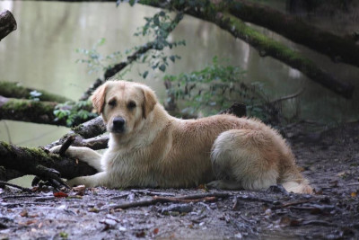 Étalon Golden Retriever - The Fire N Ice Of Pelennor Fields
