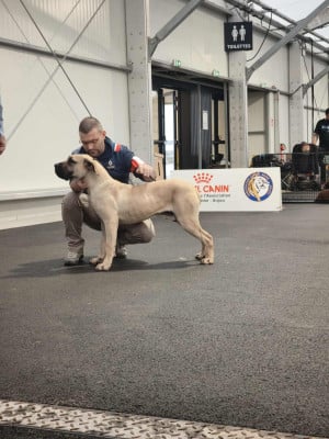 Étalon Dogo Canario - Voodoo Los Nobles Del Norte