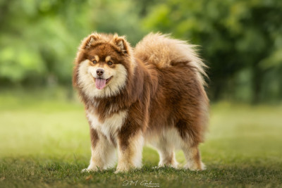 Étalon Chien finnois de Laponie - O'khelyara Vilya Elrond