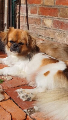 Étalon Epagneul tibetain - VALENTINE PARADISE-OF-LOVE d'Elocera Parck