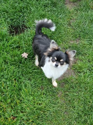 Étalon Chihuahua - Aelys Blue Du Bonheur De Kaïza