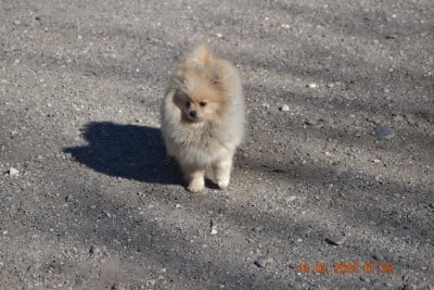 Étalon Spitz allemand - Tapas Des Spitzsous De Chato