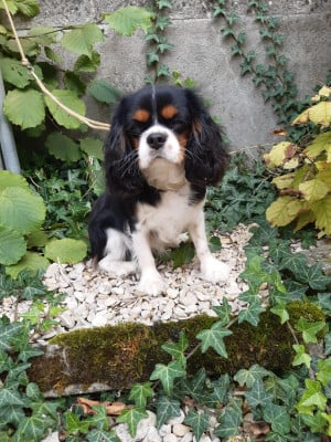 Étalon Cavalier King Charles Spaniel - Vibes des Fauves du Kef