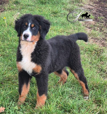 Étalon Bouvier Bernois - All For Me De La Terre D'Oslo