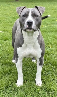 Étalon American Staffordshire Terrier - Yuna de L'éclat Du Diamant Bleu