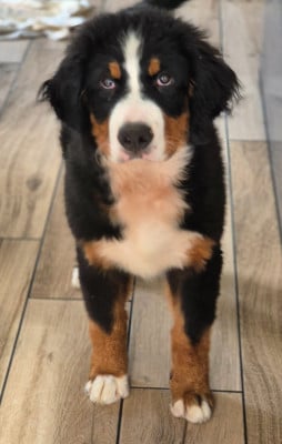 Étalon Bouvier Bernois - Athanor De La Terre D'Oslo