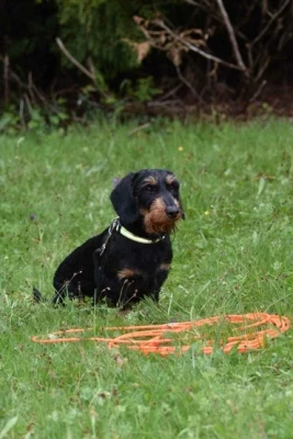 Étalon Teckel poil dur - Uzel Du Domaine De Val'bonnieure