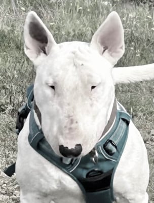 Étalon Bull Terrier - Les sens Daika Les Sens Daïka Veni Vidi Vici aka Arthur