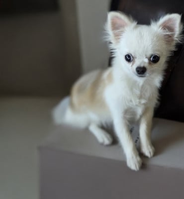 Étalon Chihuahua - ATINA de Ling Dechen