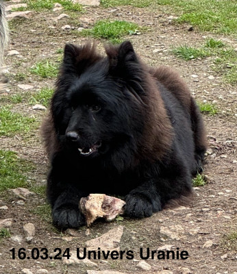 Étalon Eurasier - Univers uranie Des crinières de feu