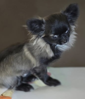 Étalon Chihuahua - ADONIS de Ling Dechen