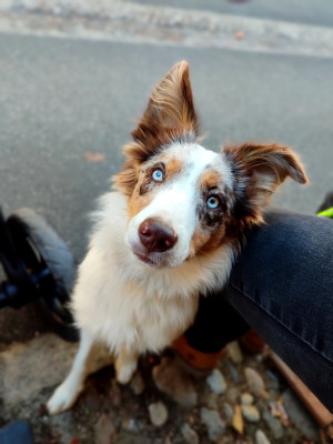 Étalon Border Collie - Ame Akaï Of Black Sheep Valley