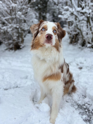 Étalon Berger Australien - Ulysse au Royaume des Jolies Perles