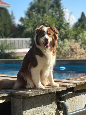 Étalon Berger Australien - Perfect red Pepper Little Cowboy